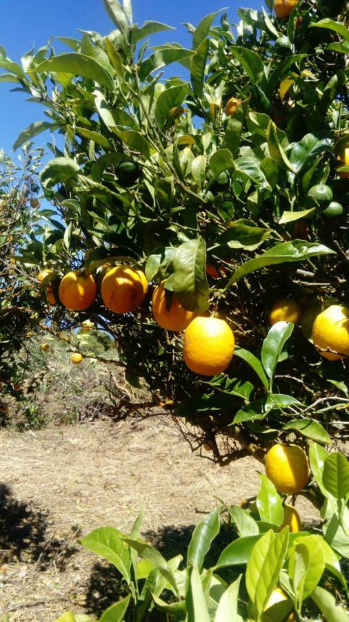 El Limonero Country house *