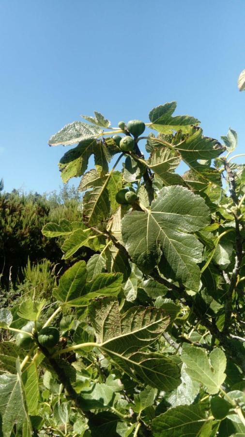 El Limonero Country house Garafia